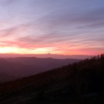Sunset on vineyards