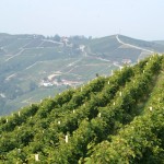 Langhe hills and vineyards
