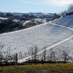 Langhe hills and vineyards (Winter)