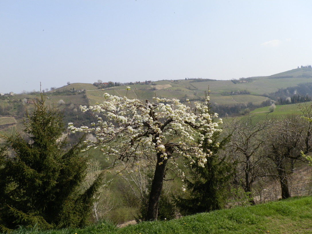 Flowers and Langhe