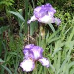 Iris germanica 3